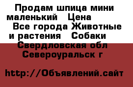 Продам шпица мини маленький › Цена ­ 15 000 - Все города Животные и растения » Собаки   . Свердловская обл.,Североуральск г.